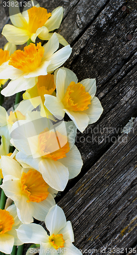 Image of Daffodils