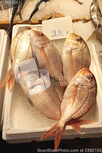 Image of Dentex Fish