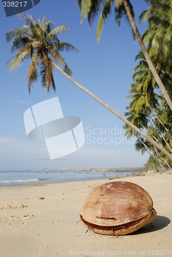 Image of Coconut on Beach