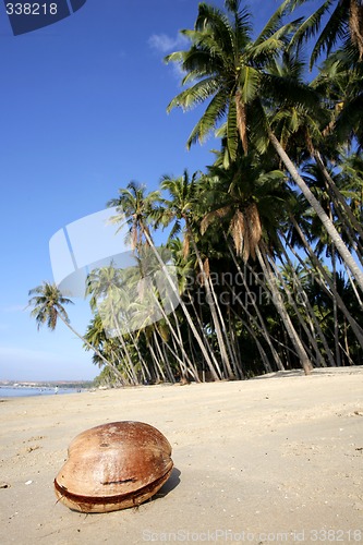 Image of Coconut on Beach