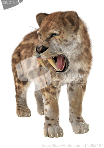 Image of Big Cat Smilodon