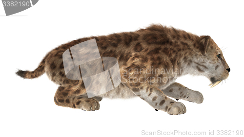 Image of Big Cat Smilodon