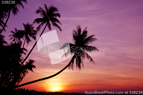 Image of Palms at Sunrise