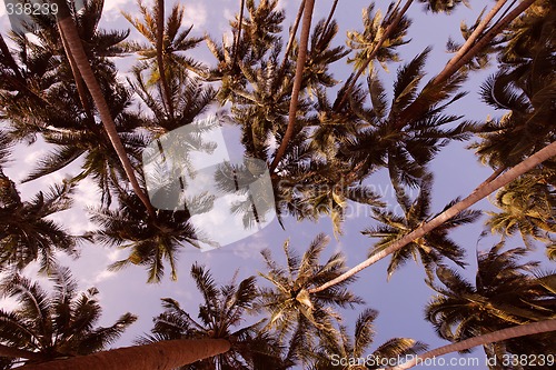 Image of Palm Grove