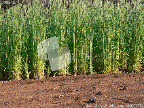 Image of young sprouts of cereals