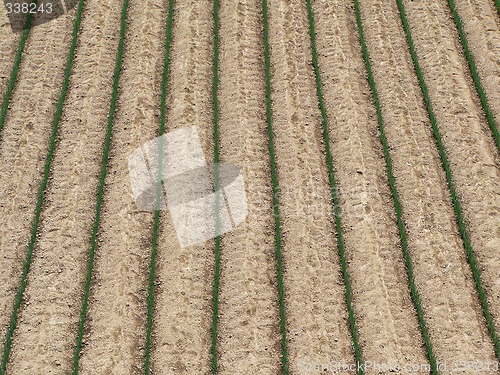 Image of agriculture field background