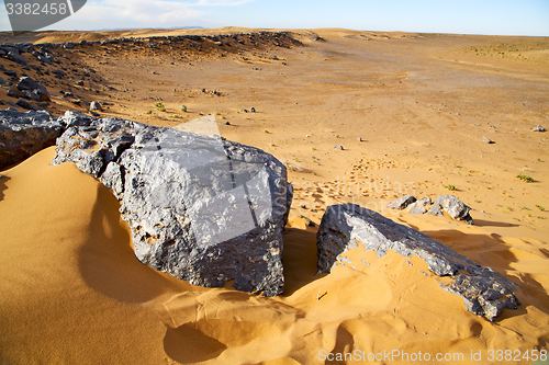 Image of  bush old fossil in  the desert of  sahara and rock  stone  