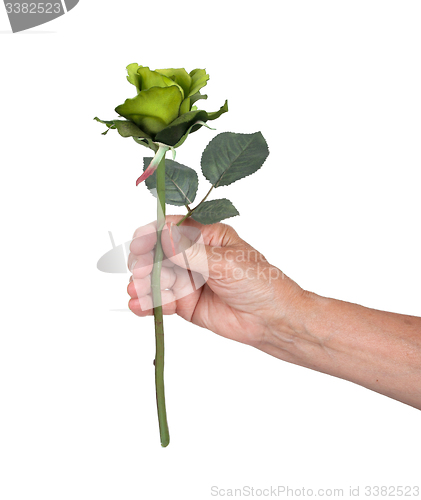 Image of Old hand giving a rose