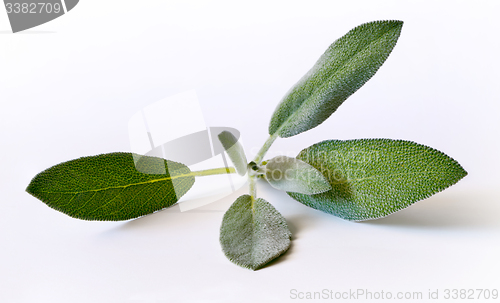 Image of Sage (salvia) sprig