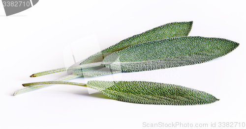 Image of Sage (salvia) leaves