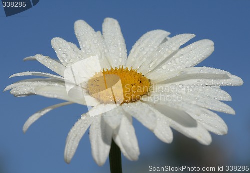 Image of Daisy