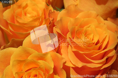 Image of Roses