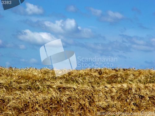 Image of field of ripe barley