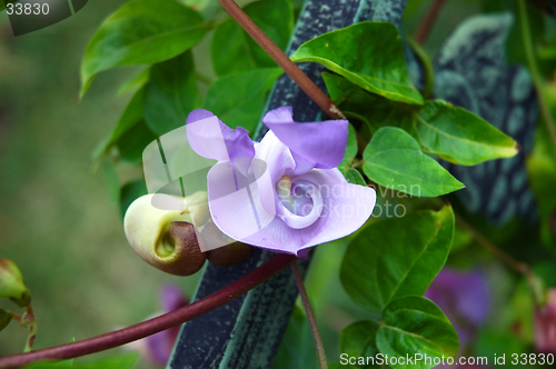 Image of Corkscrew Vine - Shell Plant