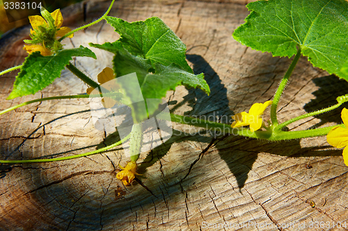 Image of young Cucumber in the garden