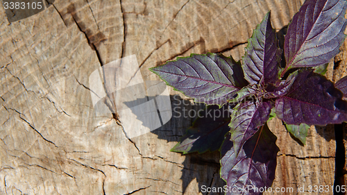 Image of Red basil leaves on wooden background.