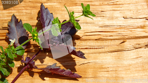 Image of Red basil leaves on wooden background.