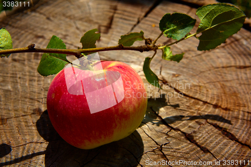 Image of Top view red apple. 