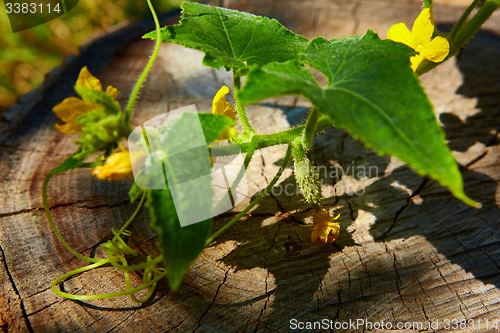 Image of young Cucumber in the garden