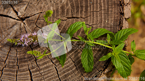 Image of peppermint on wooden table