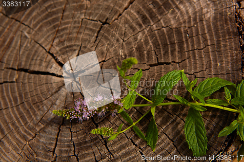 Image of peppermint on wooden table