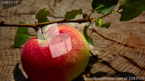 Image of Top view red apple. 