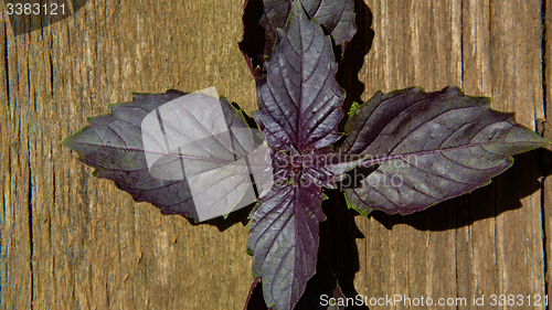 Image of Red basil leaves on wooden background.