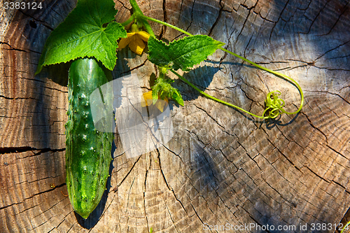 Image of Fresh green cucumber