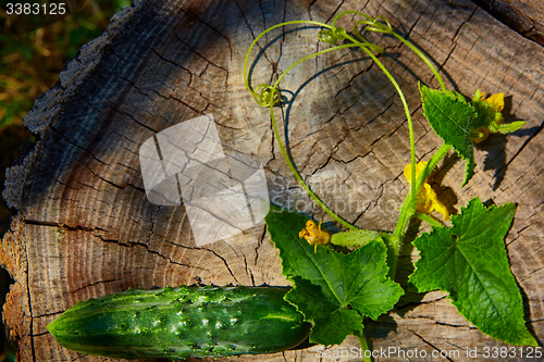 Image of Fresh green cucumber