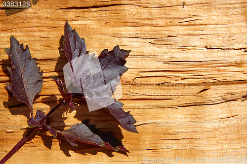 Image of Red basil leaves on wooden background.
