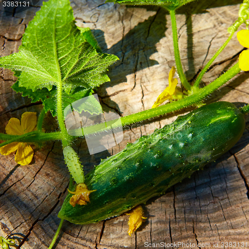 Image of Fresh green cucumber