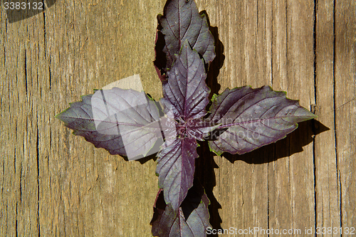 Image of Red basil leaves on wooden background.