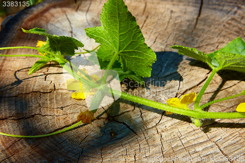 Image of young Cucumber in the garden