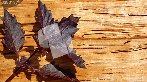 Image of Red basil leaves on wooden background.