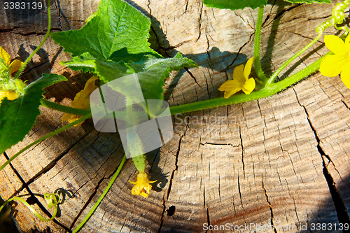 Image of young Cucumber in the garden