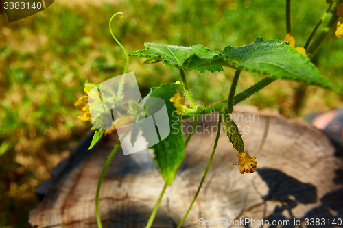 Image of young Cucumber in the garden