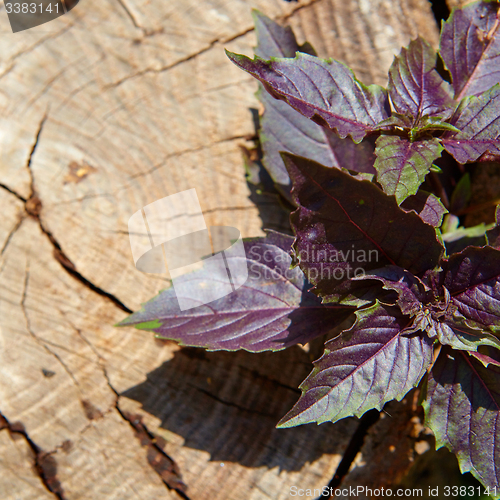 Image of Red basil leaves on wooden background.