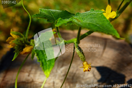 Image of young Cucumber in the garden