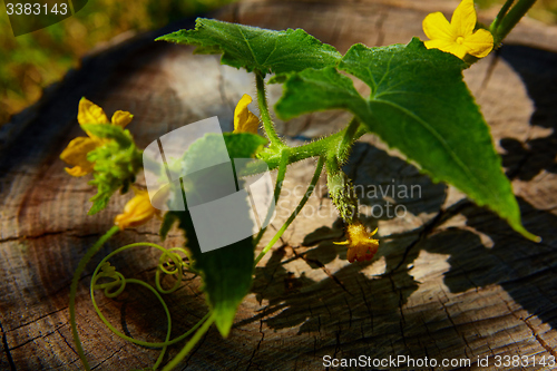 Image of young Cucumber in the garden