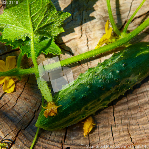 Image of Fresh green cucumber