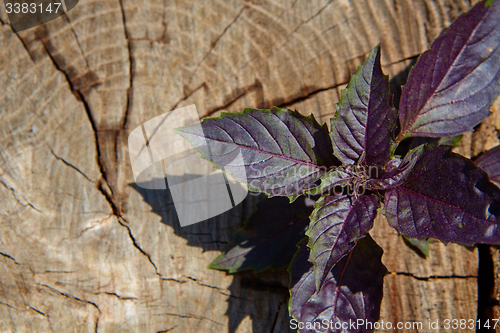 Image of Red basil leaves on wooden background.