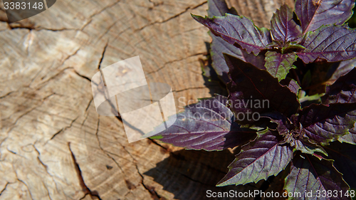 Image of Red basil leaves on wooden background.