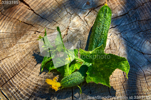 Image of Fresh green cucumber