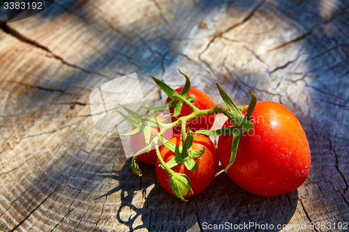 Image of Fresh organic tomatoes 