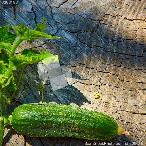 Image of Fresh green cucumber