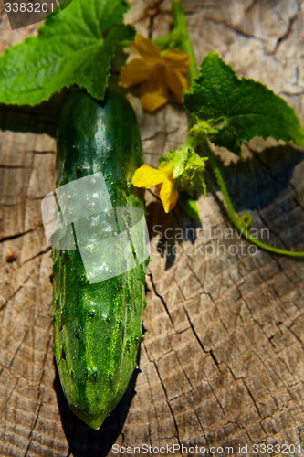 Image of Fresh green cucumber