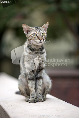 Image of Cat on the Wall