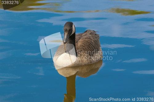 Image of Canadian Geese