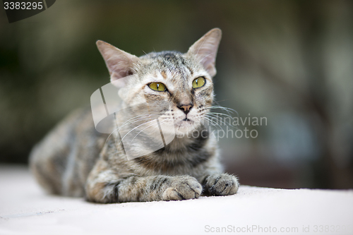 Image of Cat on the Wall