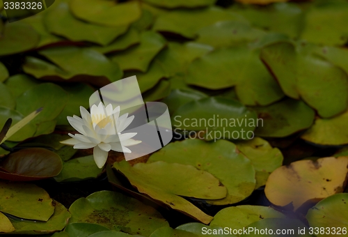 Image of Pink Lily